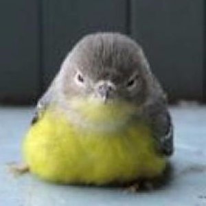 Profile Picture of Erik Kohler (@Ariperroo) on Twitter