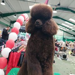Profile Picture of cherylsimkiss (@cherylcountrycanines) on Tiktok