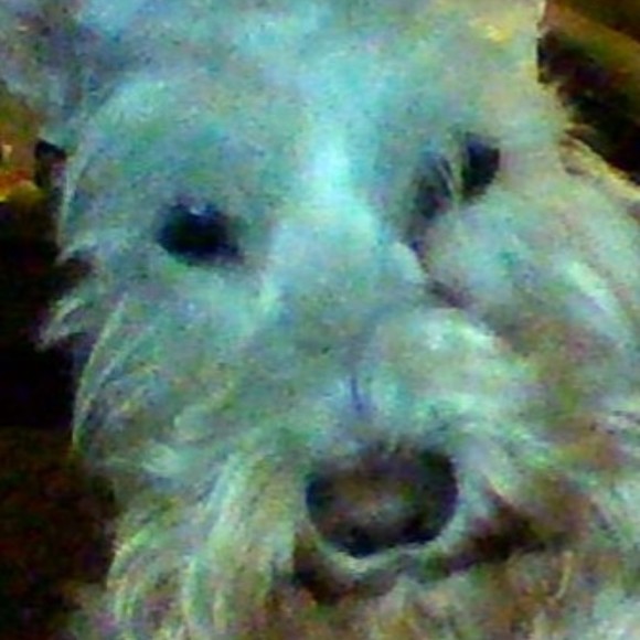 Profile Picture of Haylee Mesey (@hayleemesey) on Poshmark