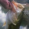 Profile Picture of Austin Reddick (@@badbassin) on Tiktok