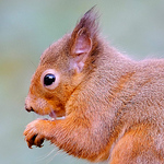 Profile Picture of Loch Lomond Photography 1 (@Loch Lomond Photography 1) on Flickr