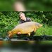 Profile Picture of Daniel Joos (@daniel.joos.758) on Facebook