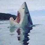 Profile Picture of David Choe (@choe_david) on Instagram
