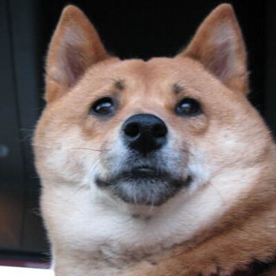 Profile Picture of David Coulter (@myshiba) on Twitter