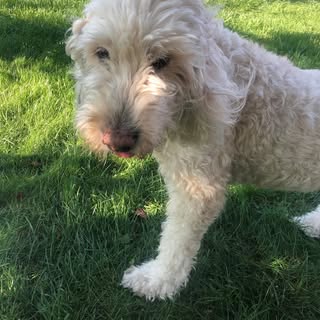 Lance Wheatley - Instagram Profile Picture of Lance Wheatley (@wheatleylance) on Instagram