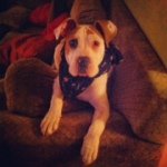 Profile Picture of Jaxs Thomas Dell'Aringa (@jaxs_the_pup) on Instagram