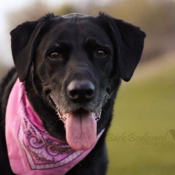 Profile Picture of John Pedersen (@jpedersen0968) on Poshmark