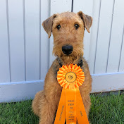 Profile Picture of Airedales In The Field - Scott Lichty (@airedalesinthefield-scottl4767) on Youtube