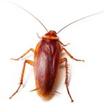 Profile Picture of Jimmy The Roach (@jimmy.the.roach) on Instagram