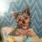 Profile Picture of Renee Givens (@forevermontymyyorkie) on Instagram