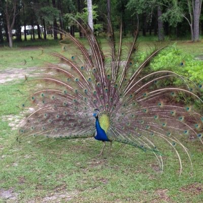Profile Picture of Cindy Pepe (@CindyPepe53) on Twitter