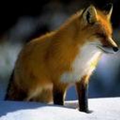 Joshua Ronan - Twitter Profile Picture of Joshua Ronan (@Joshuaesxa) on Twitter