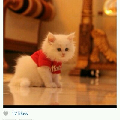 Marwah Mohamed - Twitter Profile Picture of Marwah Mohamed (@marwah_ms) on Twitter