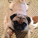 Profile Picture of Tony henshaw (@tony_pug) on Instagram