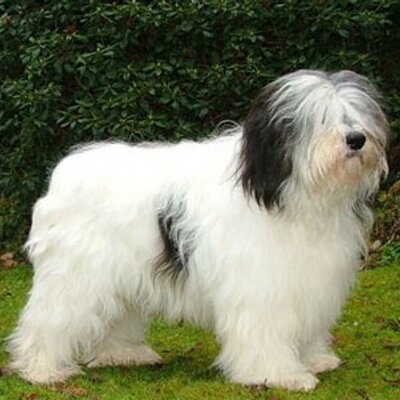 Profile Picture of Chris Daves (@shaepdog) on Twitter