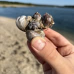 Profile Picture of Chris Rafaniello (@chris.rafaniello.100) on Facebook