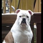 Profile Picture of Lisa Thomas Spalding (@paddymcbully) on Instagram