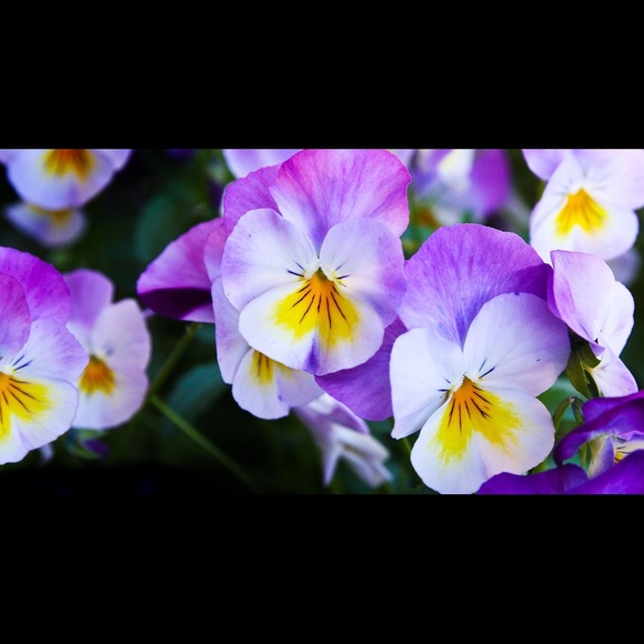 Profile Picture of Suzy Saesee (@saeseesuzy) on Poshmark