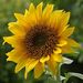 Profile Picture of Vegan 4Life (@osudeh) on Pinterest