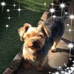 Profile Picture of Shelly James (@shelly.james.5011516) on Instagram