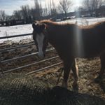 Profile Picture of Autumn Marshall (@autumn._aesthetics_horses) on Instagram