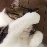 Profile Picture of 妊娠糖尿病★ご飯の記録 (@chi_i1129) on Instagram