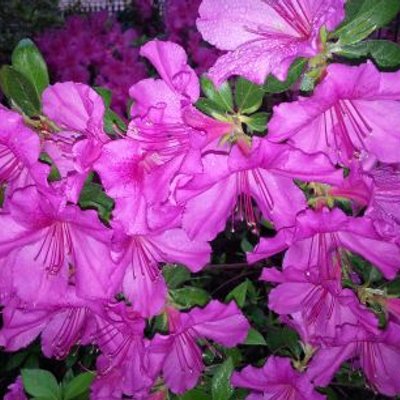 Profile Picture of Ann Robison (@arobison12) on Twitter