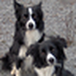 Profile Picture of Bill Chandler (@graveyard bill) on Flickr