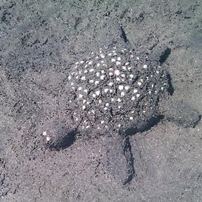 Profile Picture of Dawn Barrett (@dawnbarrett2005) on Twitter