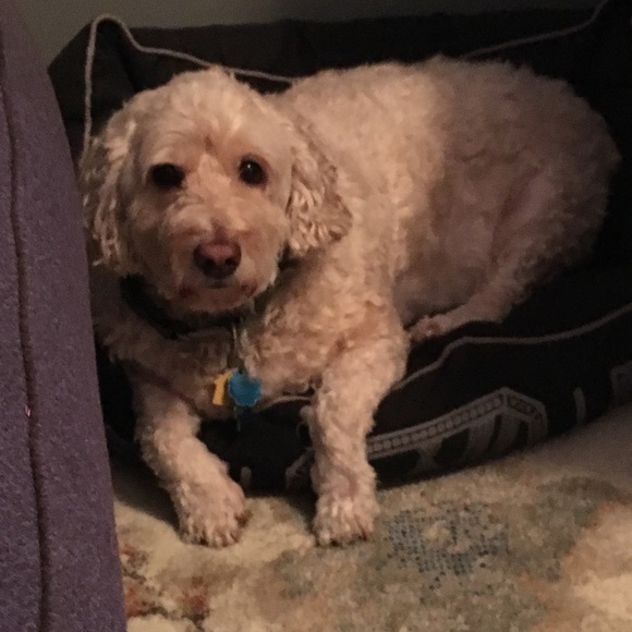 Profile Picture of Crystal Bohn (@cristalschneck) on Poshmark