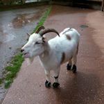 Profile Picture of james.rossington (@james.rossington) on Instagram