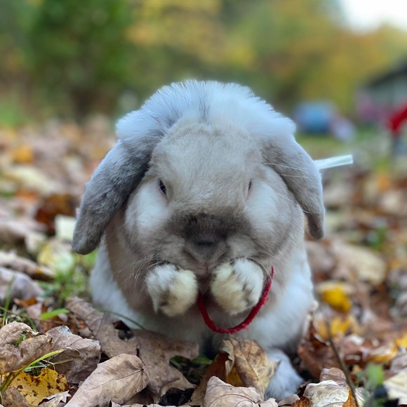 Profile Picture of Crystal Milbauer (@milbauer2008) on Poshmark