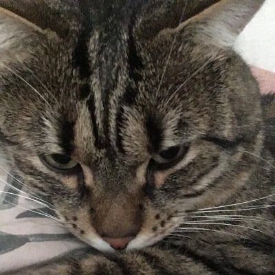 Profile Picture of Annette Baker (@annettebaker109) on Twitter