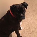 Profile Picture of Baxter The Boxer🐶 (@baxtertheboxer10) on Instagram