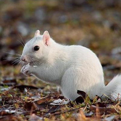Profile Picture of Bert Alberda (@squirrelalba) on Twitter