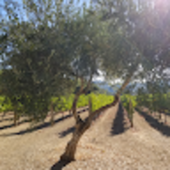 Profile Picture of Nancy Armstrong frost (@nafmom) on Poshmark