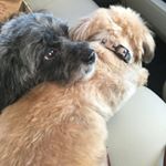 Profile Picture of Frances Reid-Campbell (@franreidcampbell) on Instagram