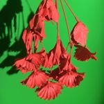Profile Picture of Christopher Haag (@allwasalmost) on Instagram