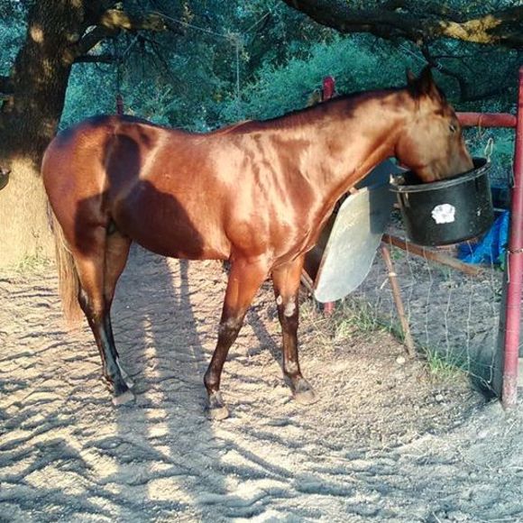 Profile Picture of Soy de rancho De rancho (@joeltorres01) on Poshmark