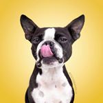 Profile Picture of Sarah DeRemer | Photographer (@dogtographer.la) on Instagram