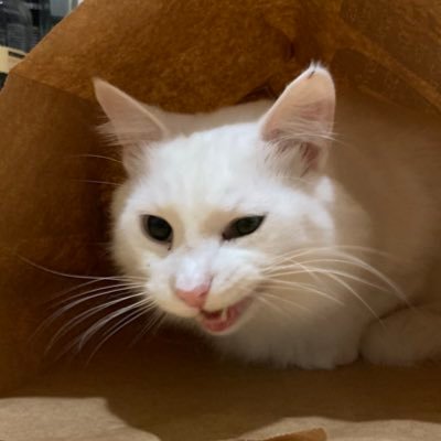 Profile Picture of Joshua Goins (@joshuagoins) on Twitter