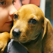 Profile Picture of B & C - Foster Hounds (@FosterHounds) on Youtube