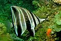 Profile Picture of Chelmonops curiosuson Wikipedia