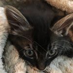 Profile Picture of Hammi B Herby + Calvin Bishop (@hammi.calvin) on Instagram