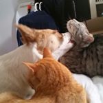 Profile Picture of Chloe Stringer (@cloclostring) on Instagram