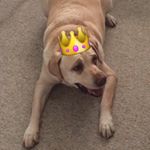 Profile Picture of Prince Buddy (@buddy_the_prince_) on Instagram
