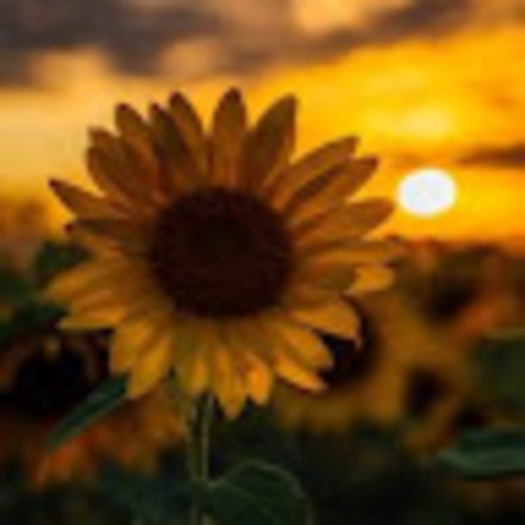 Profile Picture of Solveig Libicki (@solveigbrooklyn) on Poshmark