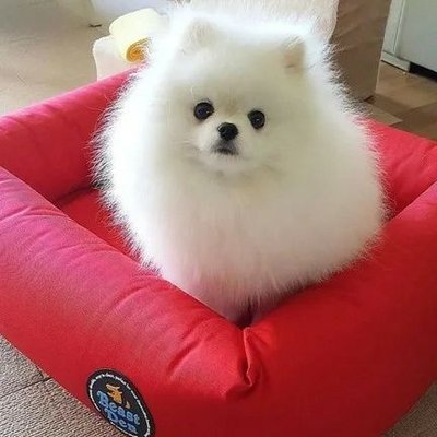 Mario Torres Razo - Twitter Profile Picture of Mario Torres Razo (@MarioTorresRaz1) on Twitter