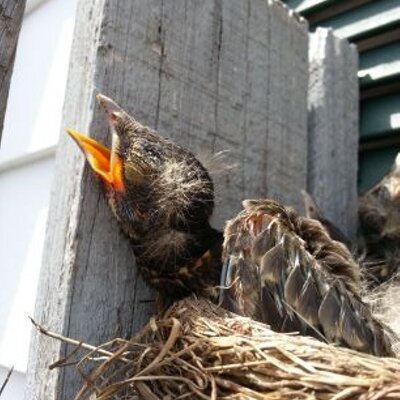 Profile Picture of Tanya Silva (@HyenaWI) on Twitter