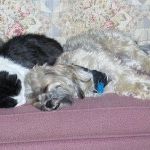 Profile Picture of Patty Davis (@biscuits11) on Pinterest